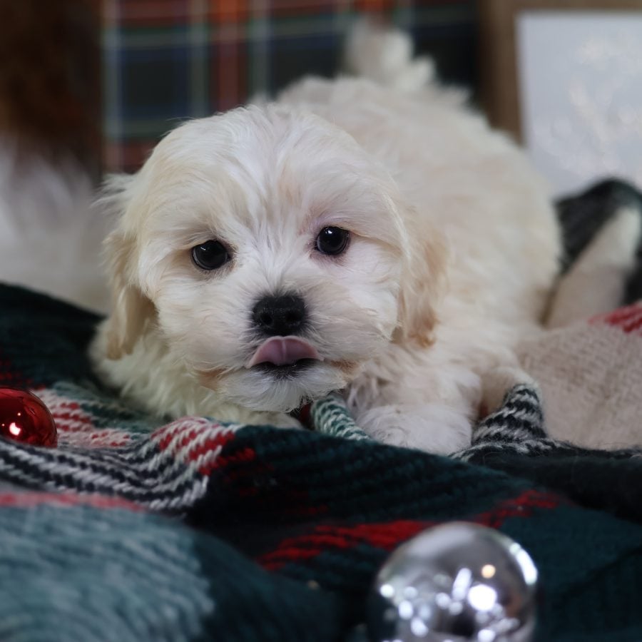 shichon puppies
