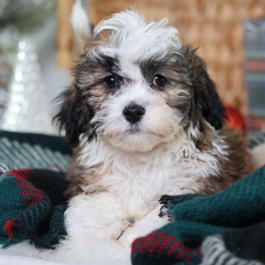 shichon puppies