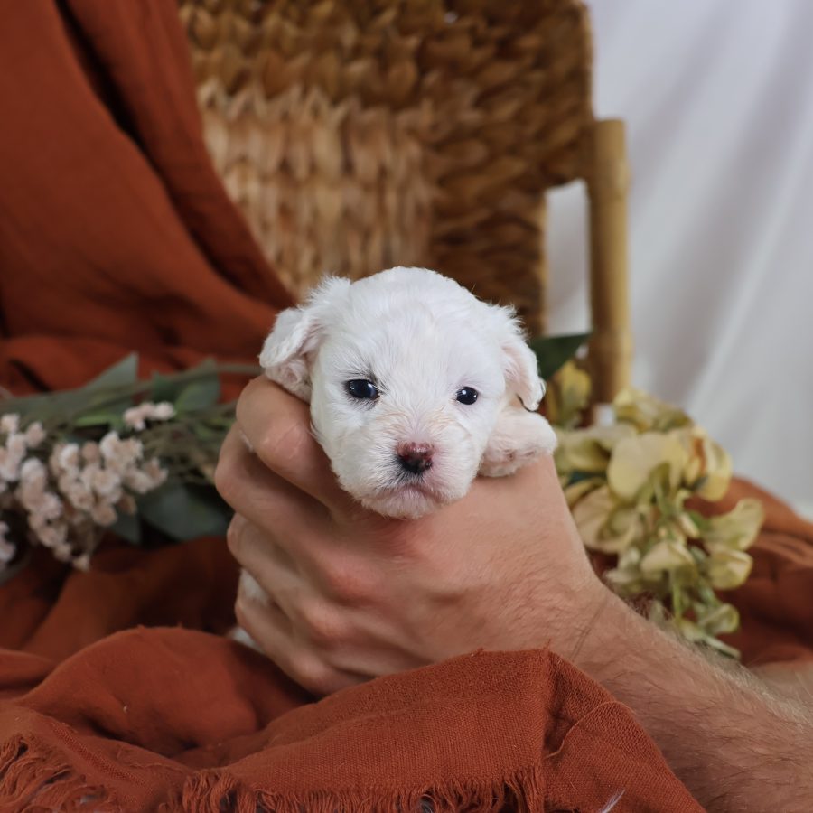 shichon puppies