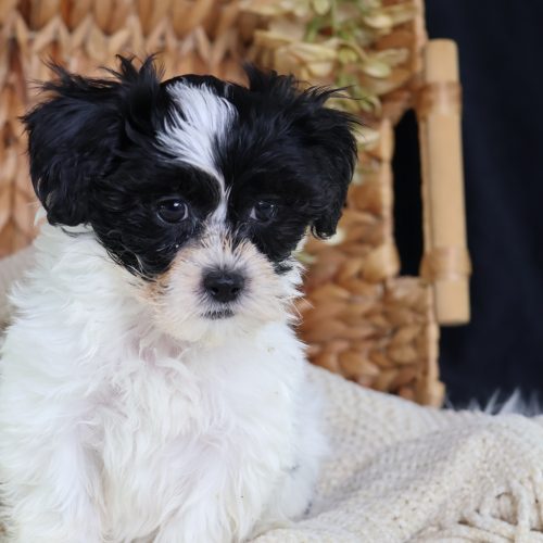 shichon puppies