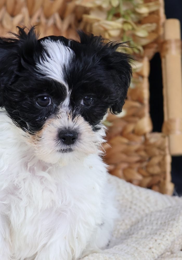 shichon puppies
