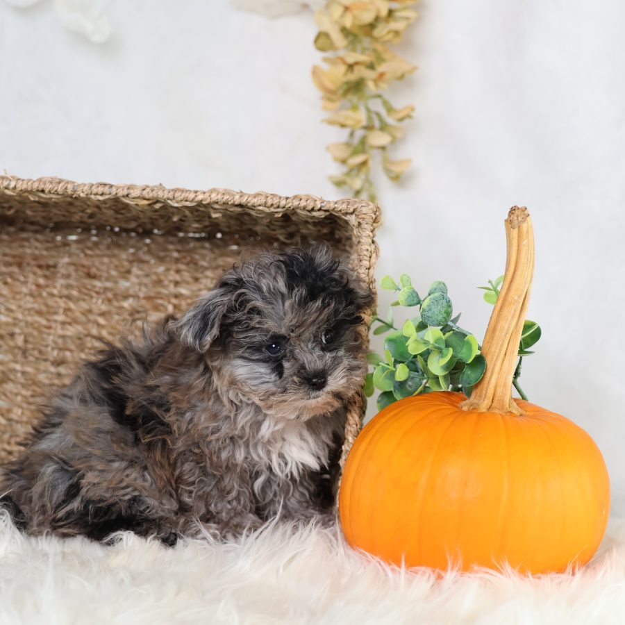 shichon puppies