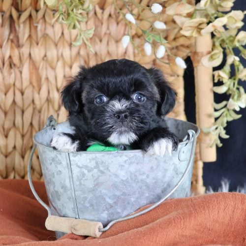 shichon puppies for adoption