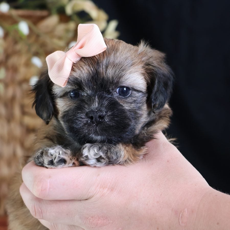 shichon puppies for adoption near me