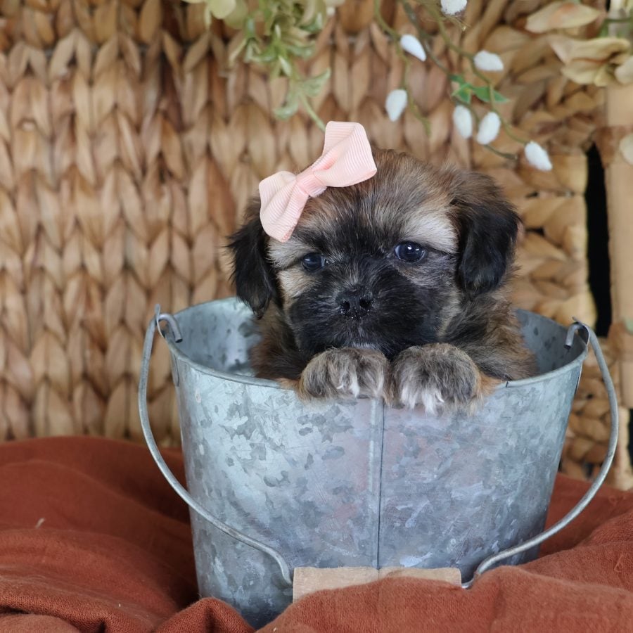 shichon puppies for adoption