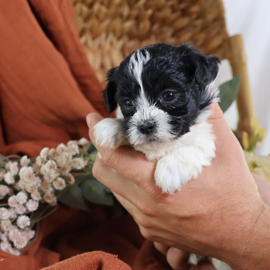 shichon puppies for sale