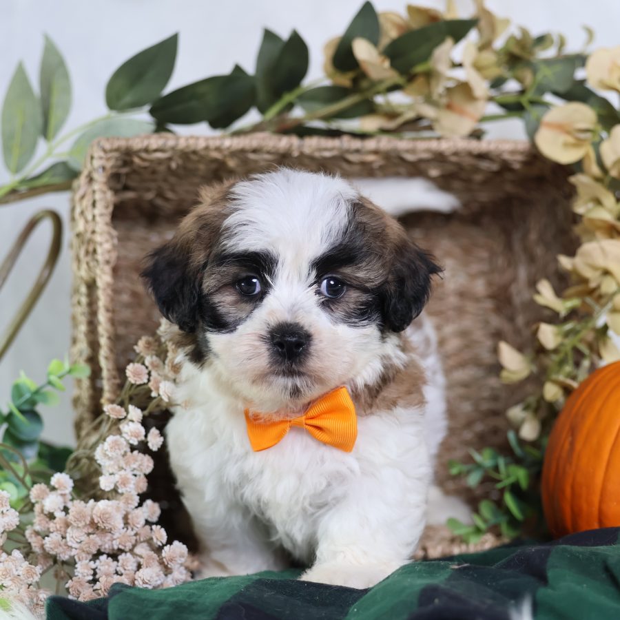 shichon puppies for sale