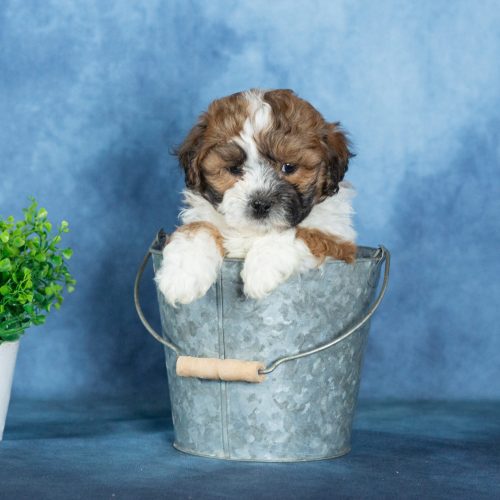 shichon puppies for sale in pa