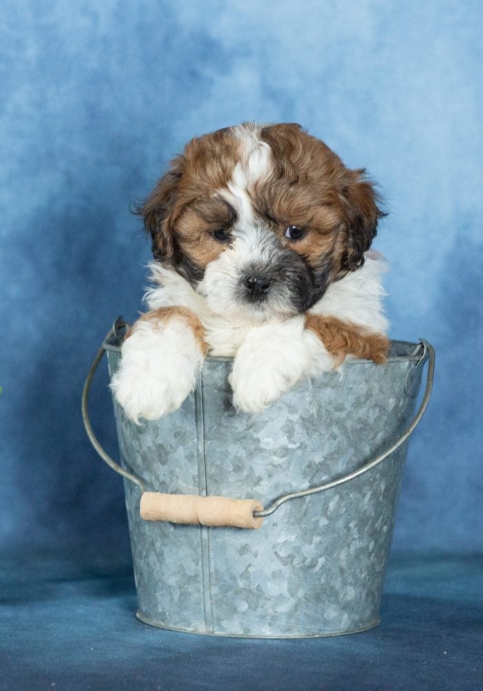 shichon puppies for sale in pa