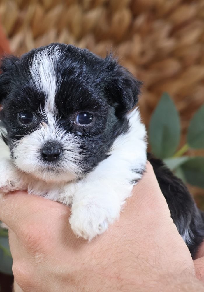 shichon puppies for sale