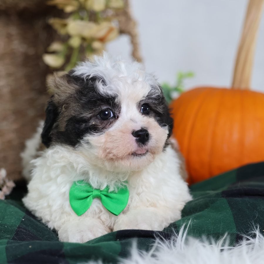 shichon puppies for sale