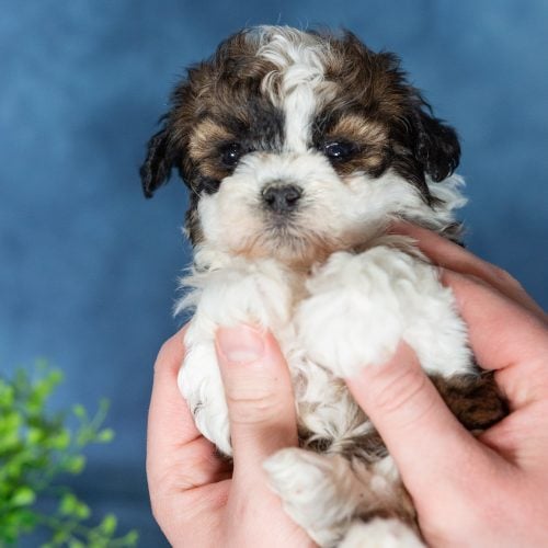 shichon puppies for sale
