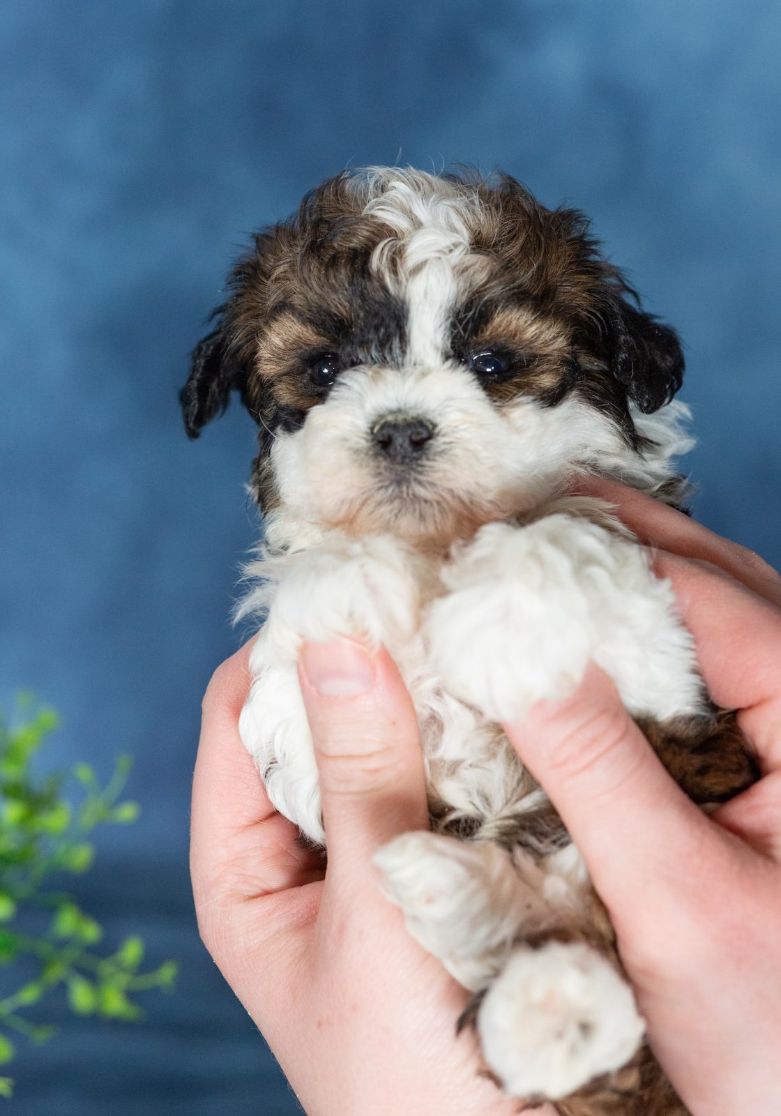 shichon puppies for sale