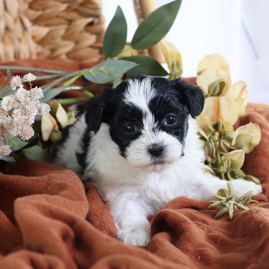 shichon puppies for sale
