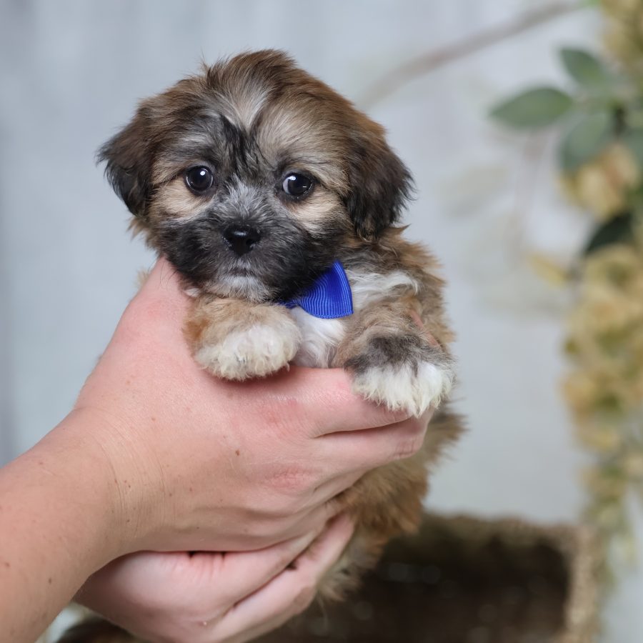 shichon puppies for sale