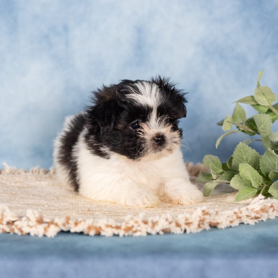 shichon puppies for sale