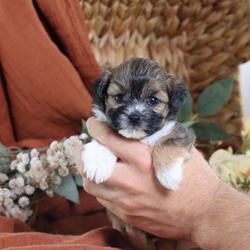 shichon puppies for sale