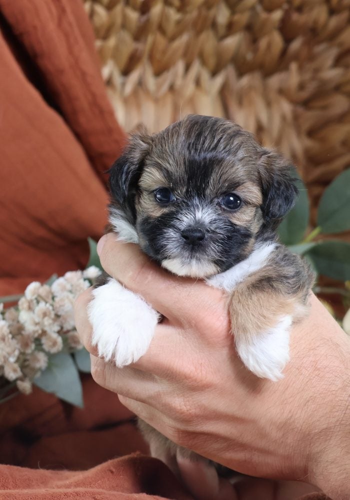shichon puppies for sale