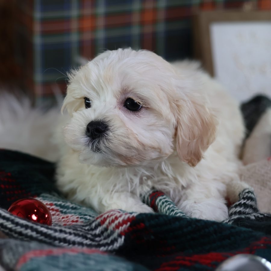 shichon puppies for sale