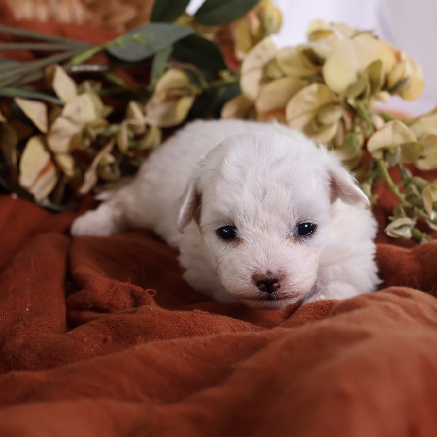 shichon puppies for sale