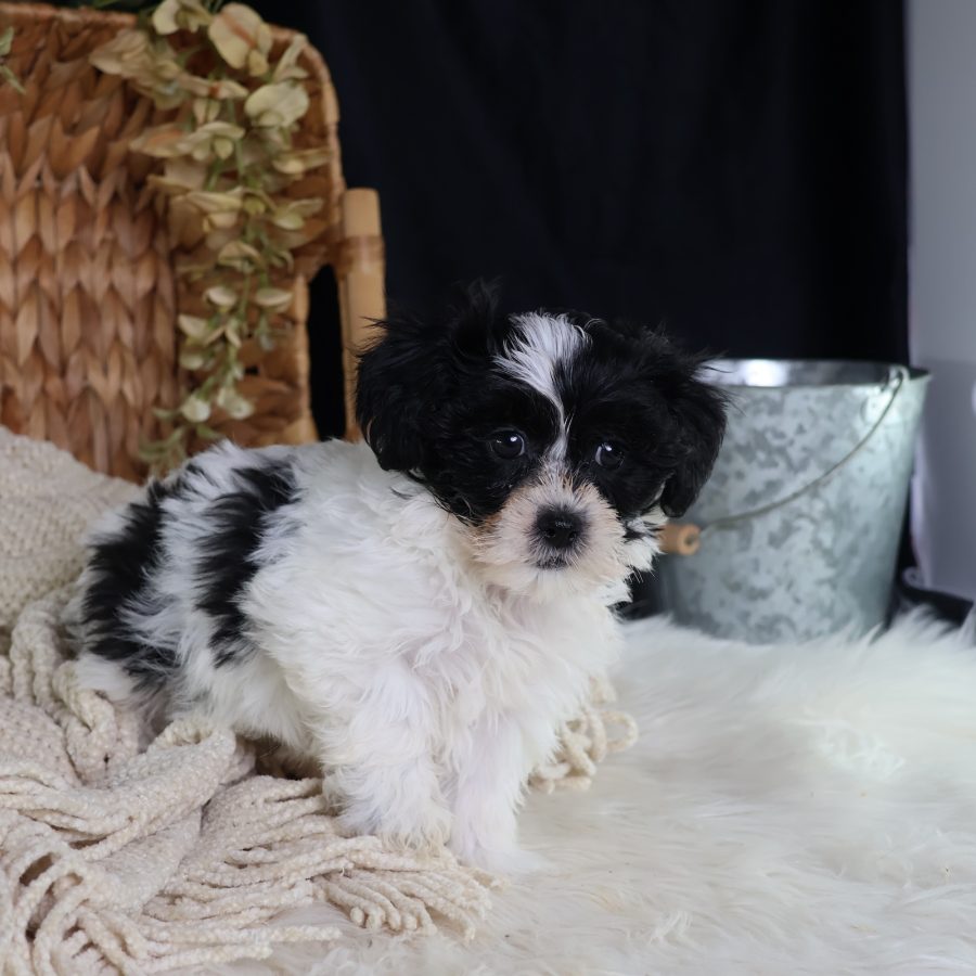 shichon puppies for sale