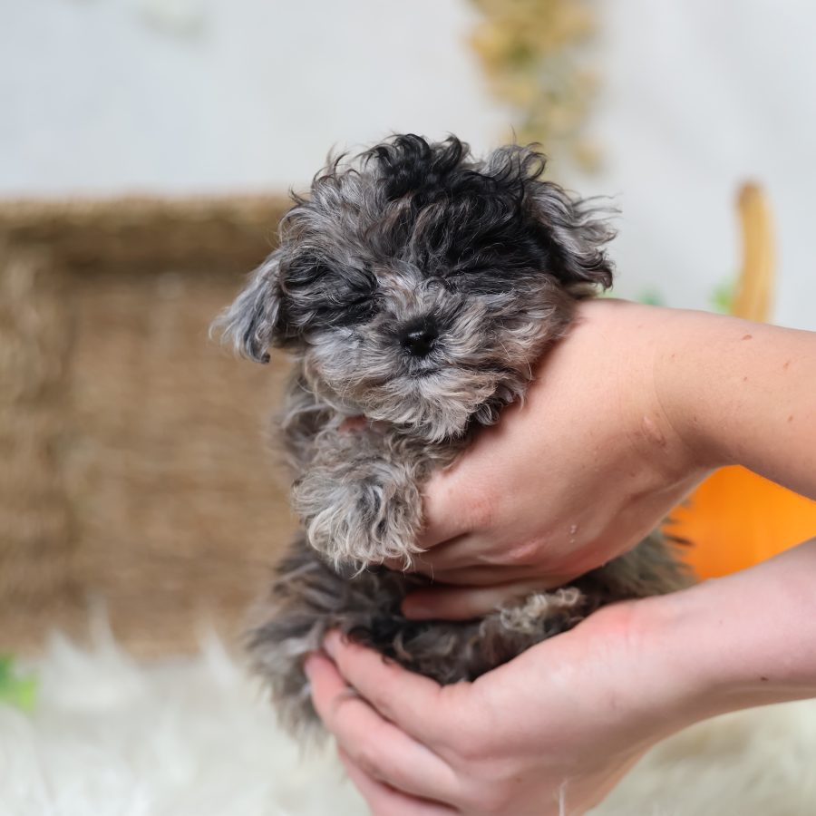 shichon puppies for sale