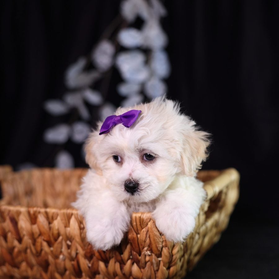 shichon puppies for sale in pa