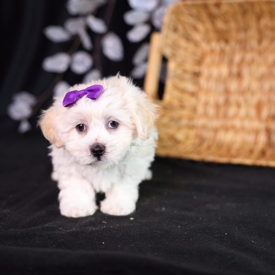 shichon puppies for sale maryland