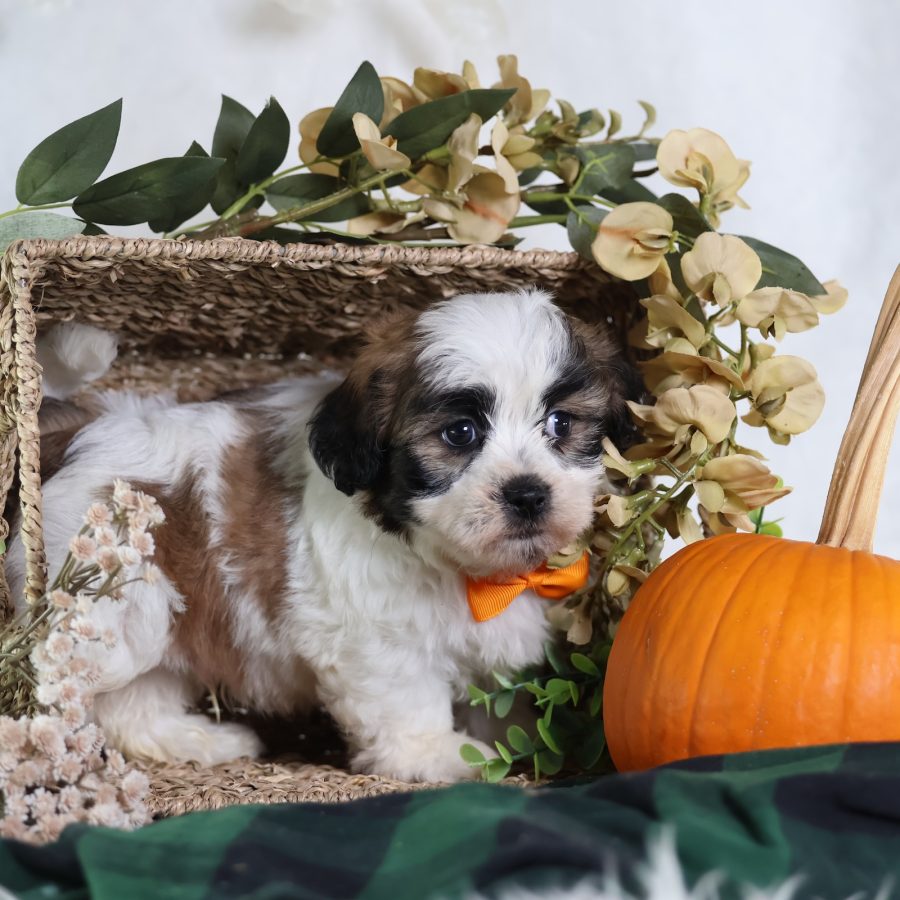 shichon puppies for sale near me