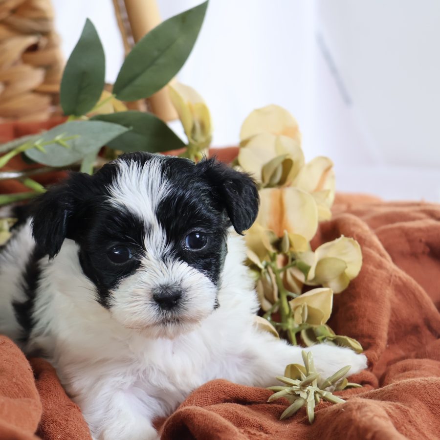 shichon puppies for sale near me