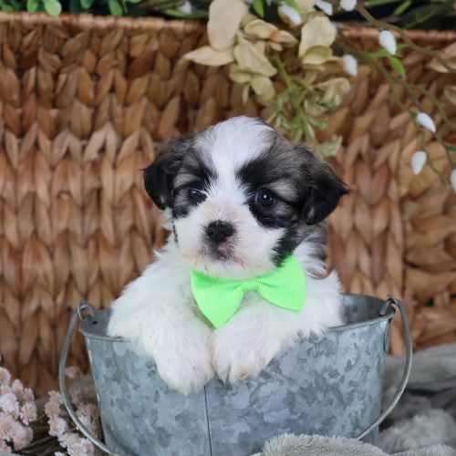 shichon puppies for sale near me