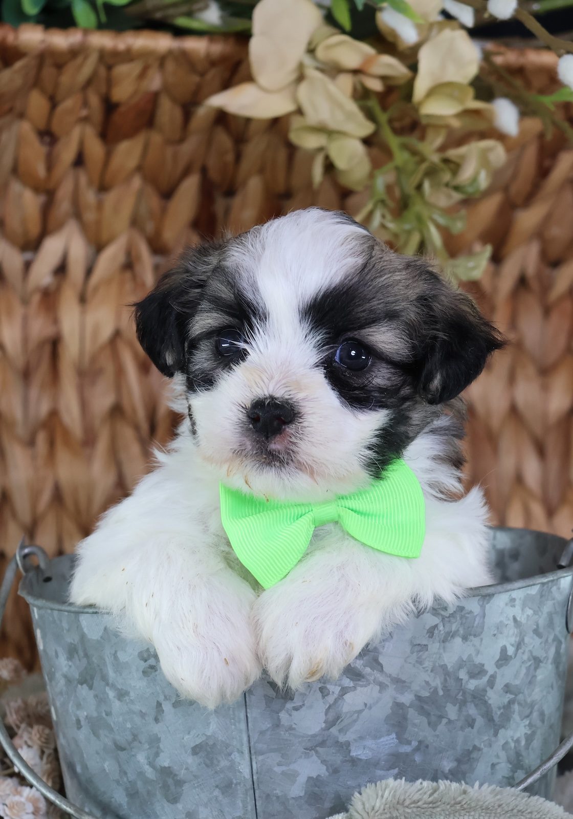 shichon puppies for sale near me