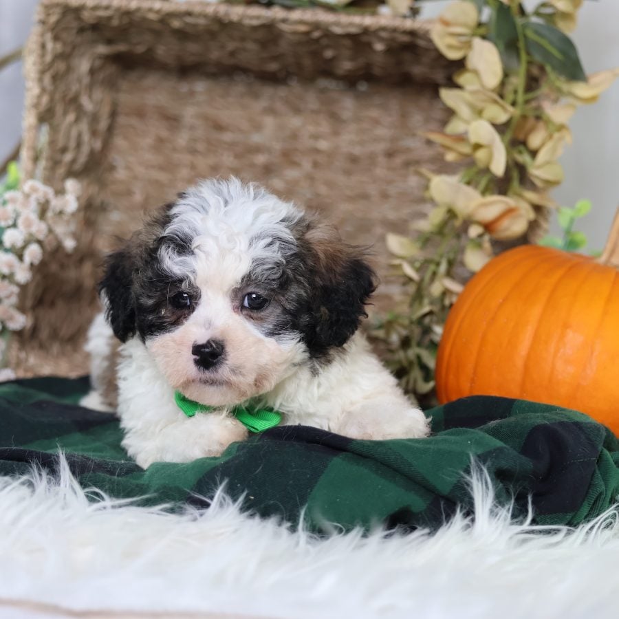 shichon puppies for sale near me