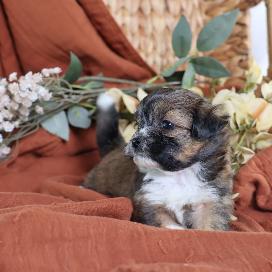 shichon puppies for sale near me