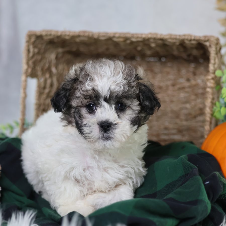 shichon puppies for sale near me