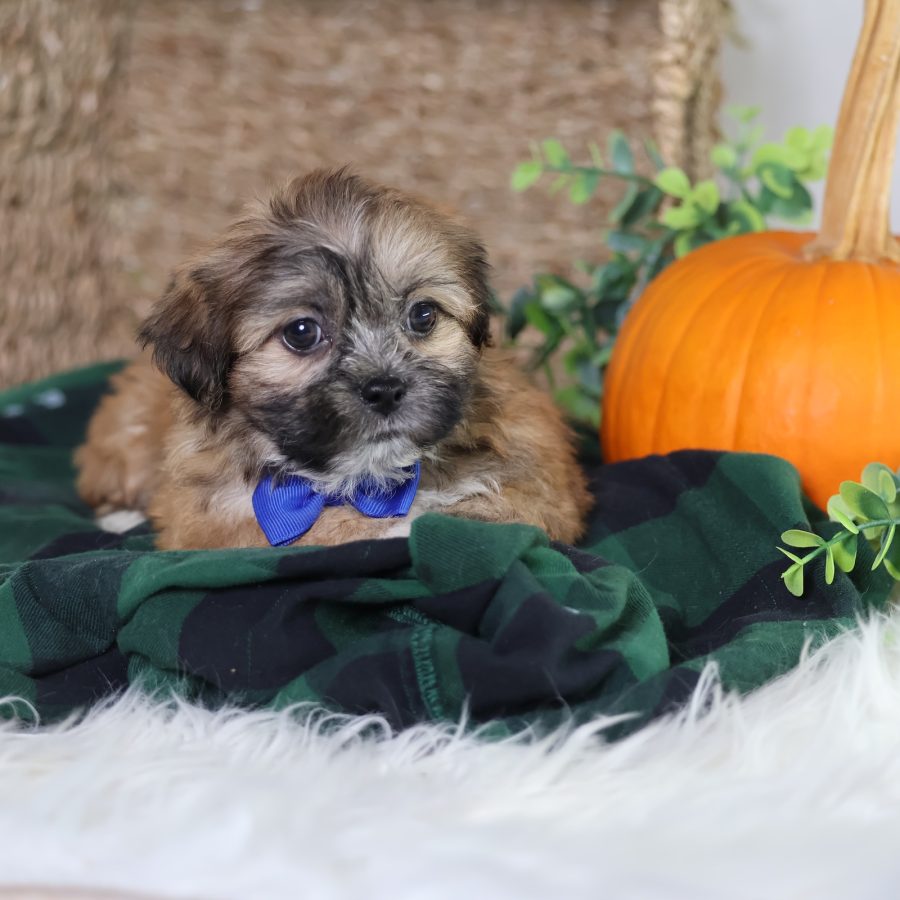 shichon puppies for sale near me