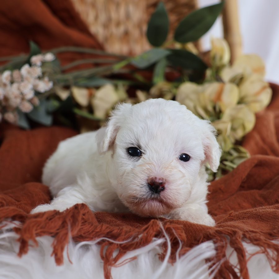 shichon puppies for sale near me
