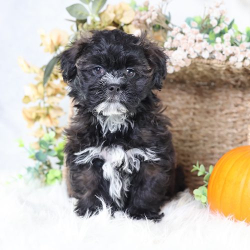 shichon puppies for sale near me