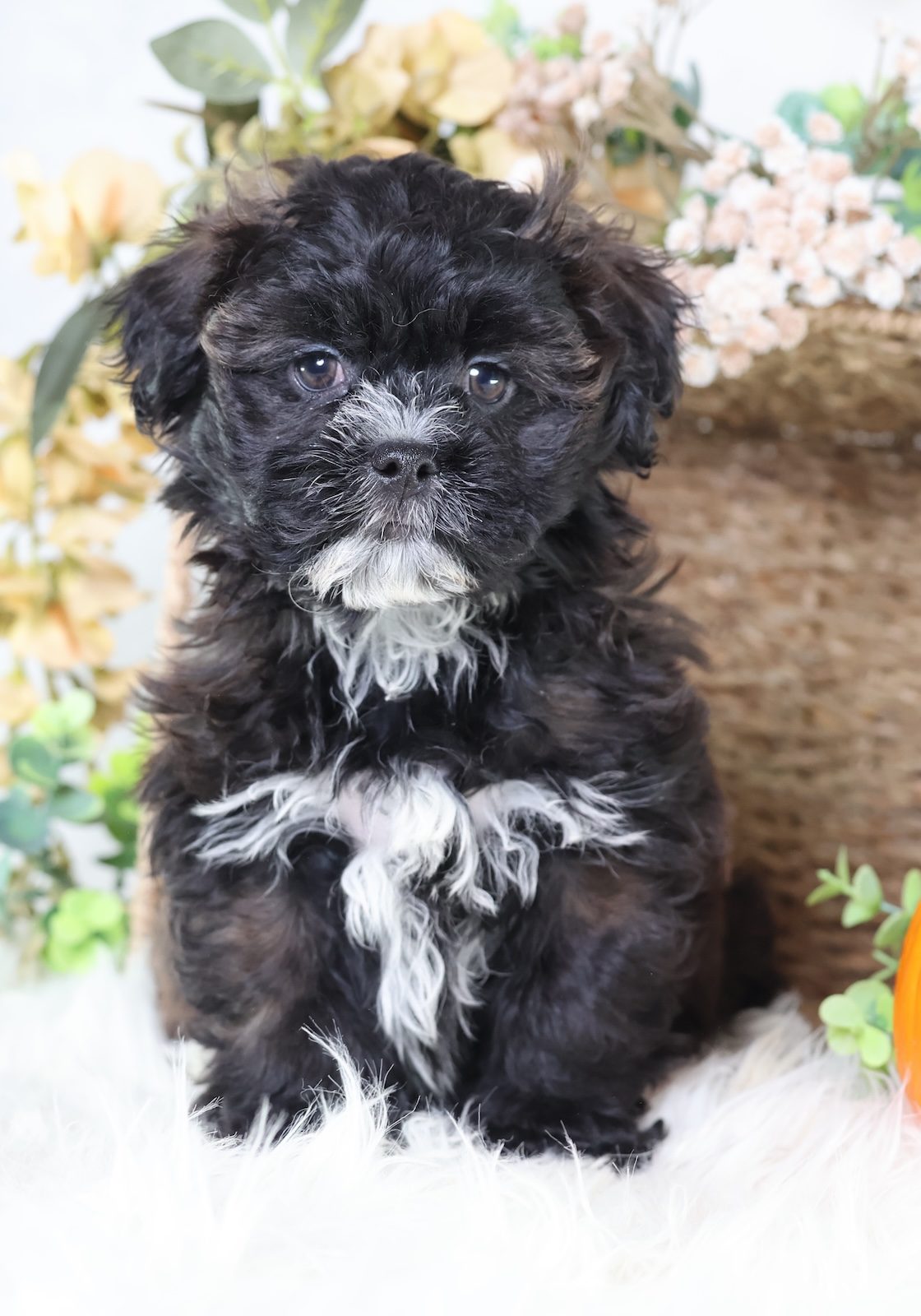 shichon puppies for sale near me