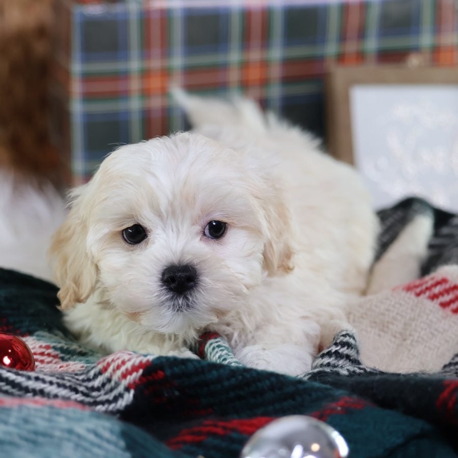 shichon puppies for sale near me