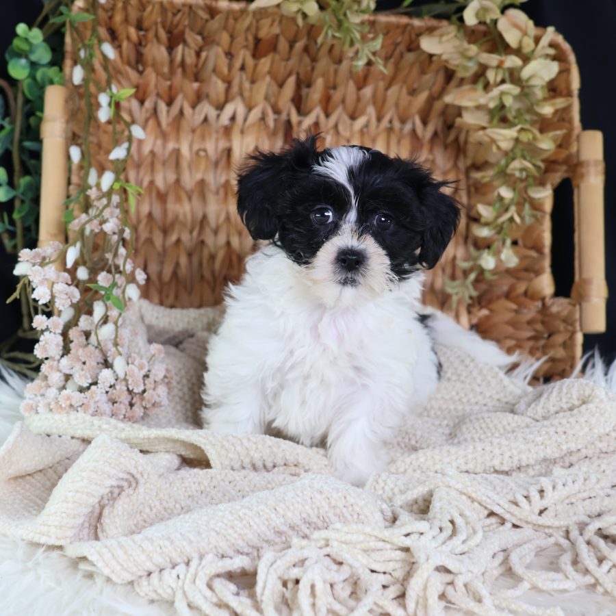shichon puppies for sale near me