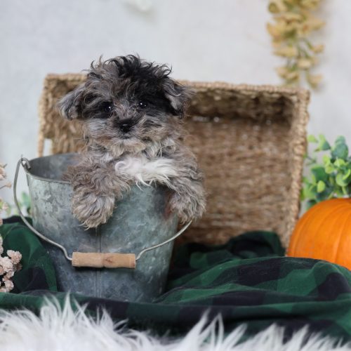 shichon puppies for sale near me