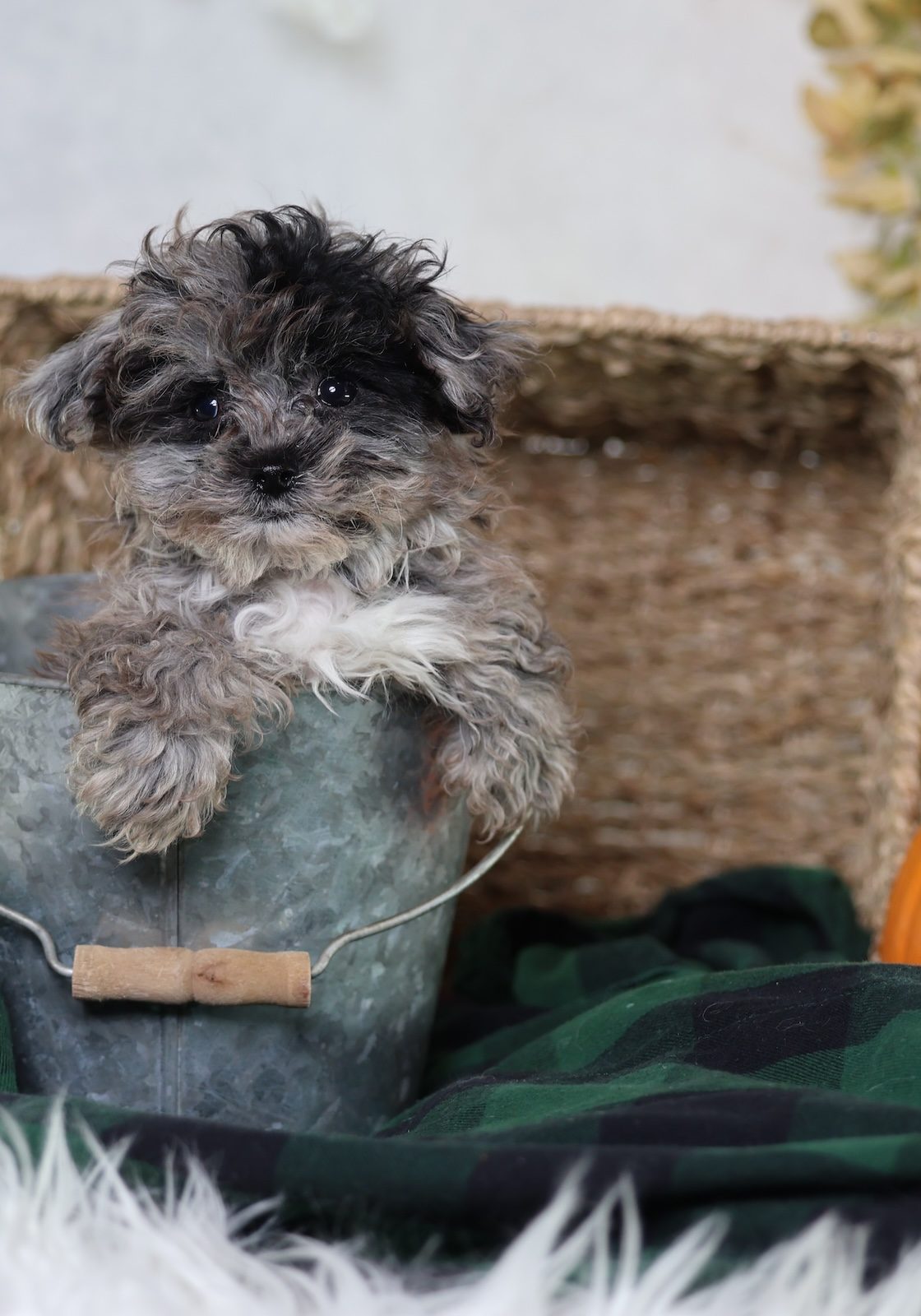 shichon puppies for sale near me