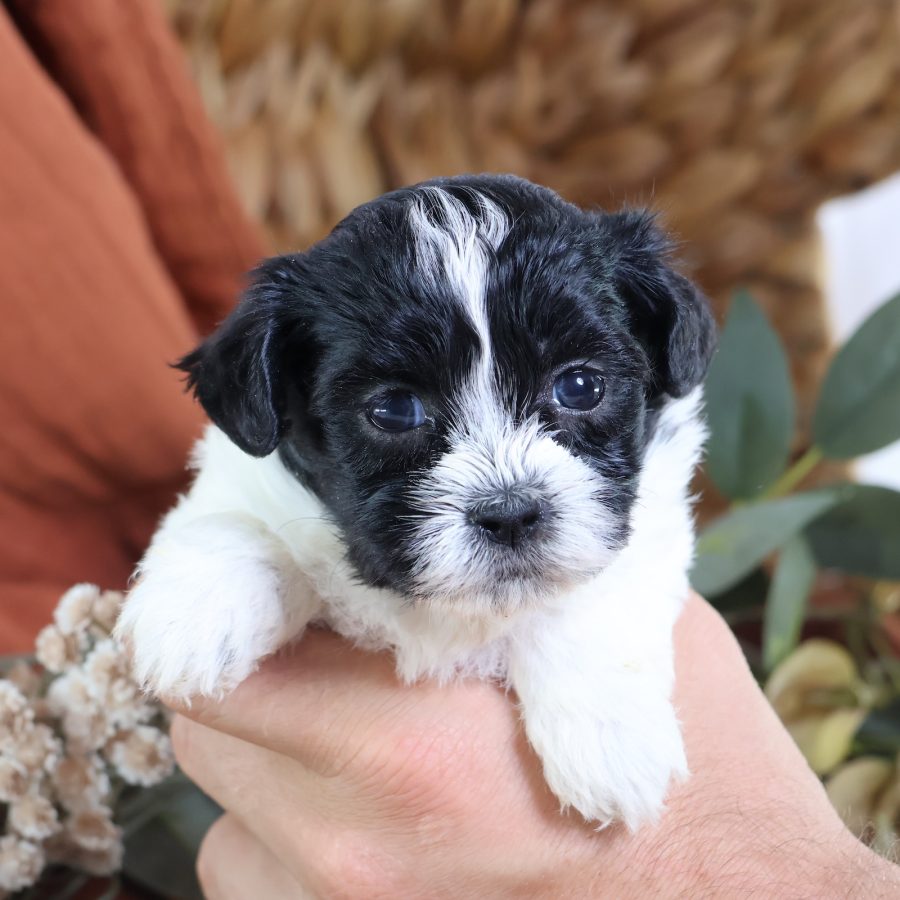 shichon puppies for sale near me