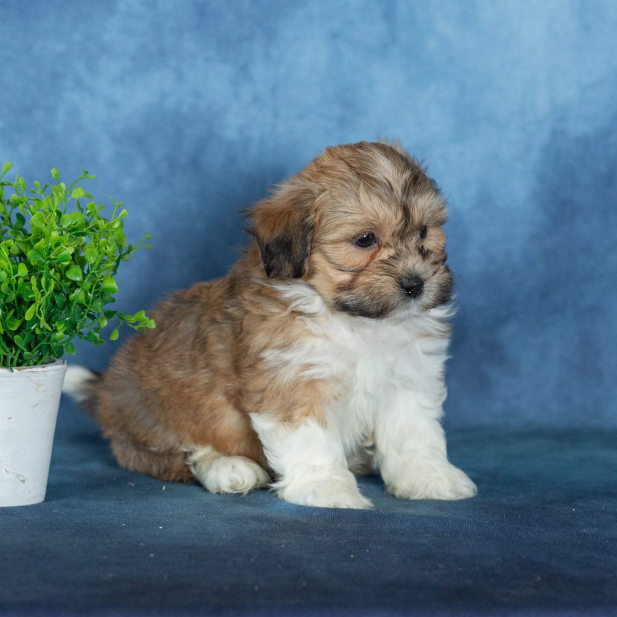 shichon puppies for sale near me