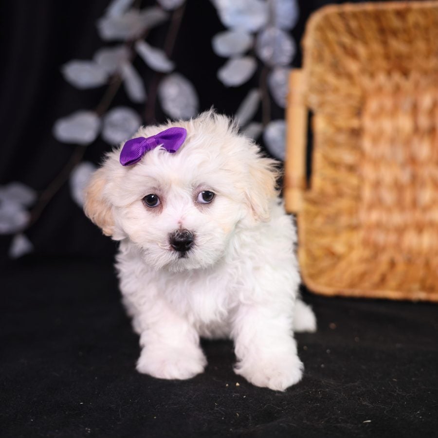 shichon puppies for sale near me
