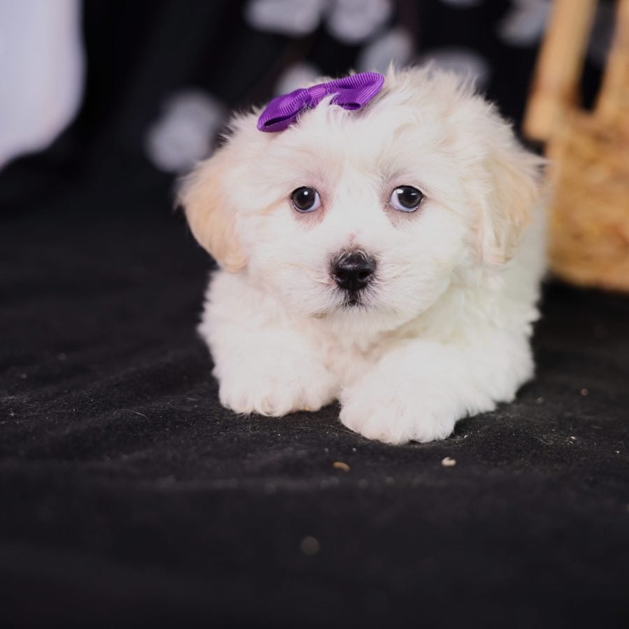 shichon puppies for sale new york city