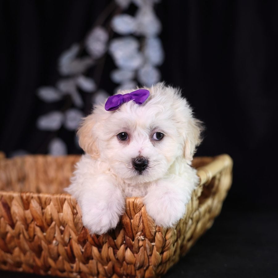 shichon puppies for sale pa