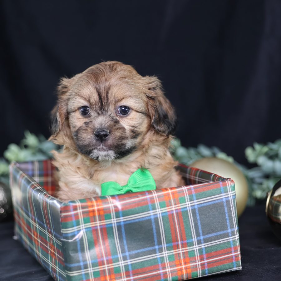 shichon puppies for sale
