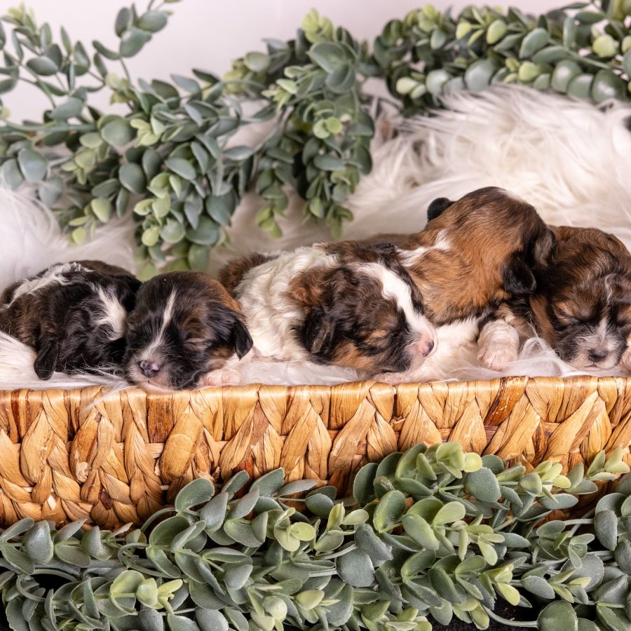 shichon puppies for sale